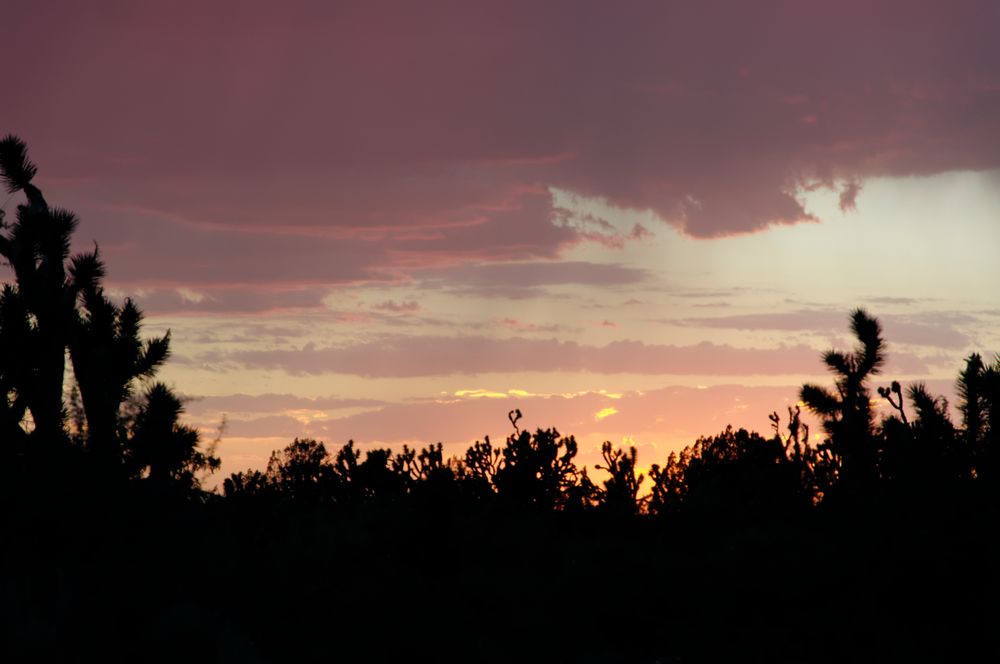 Joshua Tree