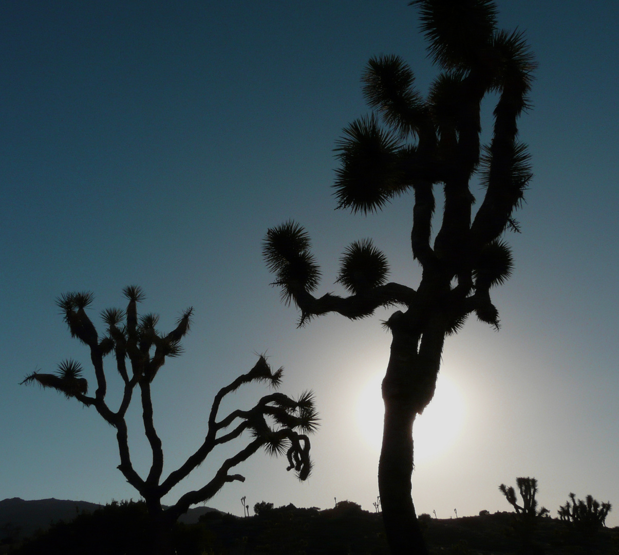 Joshua Tree