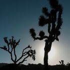 Joshua Tree