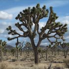 Joshua Tree