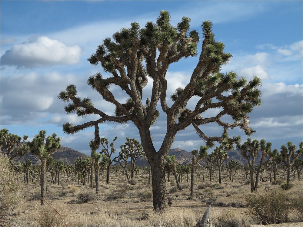 Joshua Tree