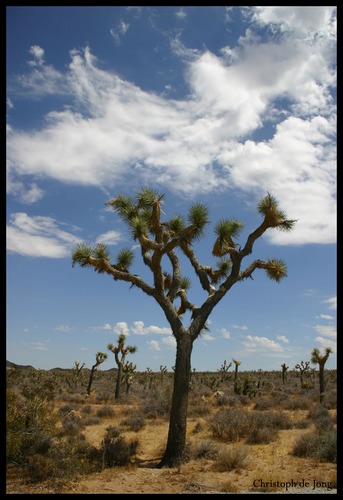 Joshua Tree