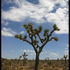 Joshua Tree