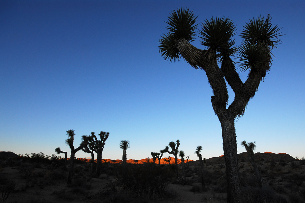 Joshua Tree am Abend