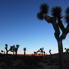 Joshua Tree am Abend