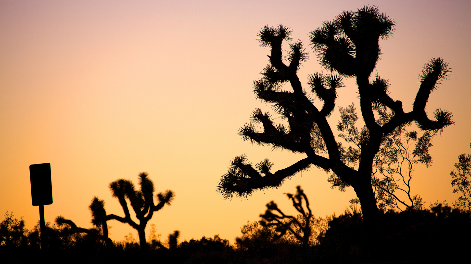 Joshua Tree at sunset