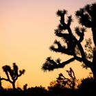 Joshua Tree at sunset