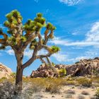 Joshua Tree ...