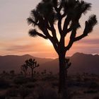 Joshua Tree