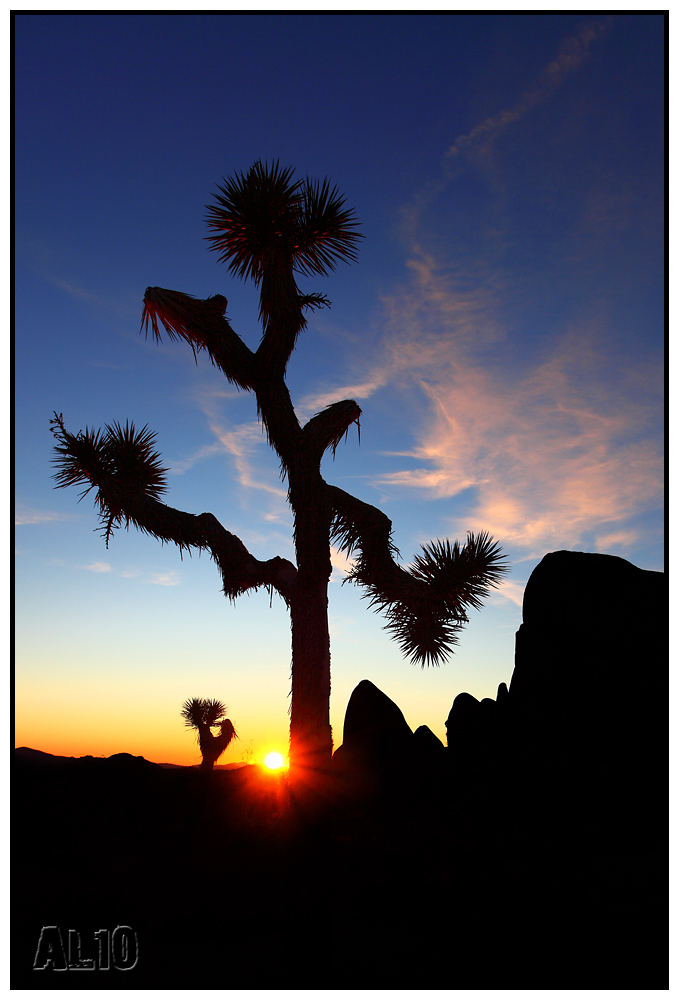 Joshua Tree