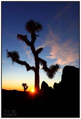 Joshua Tree