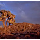 Joshua Tree