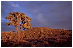 Joshua Tree