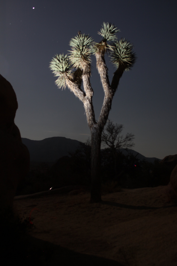 Joshua tree bei Nacht