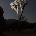 Joshua tree bei Nacht