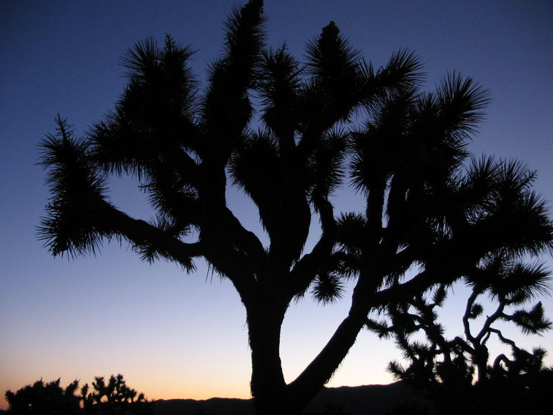 Joshua Tree bei Sonnenaufgang