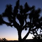 Joshua Tree bei Sonnenaufgang