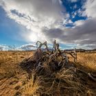 Joshua Tree beim Verwesen