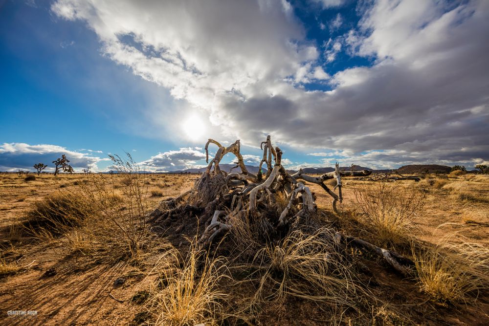 Joshua Tree beim Verwesen