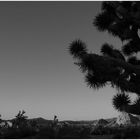 Joshua Tree black 'n white