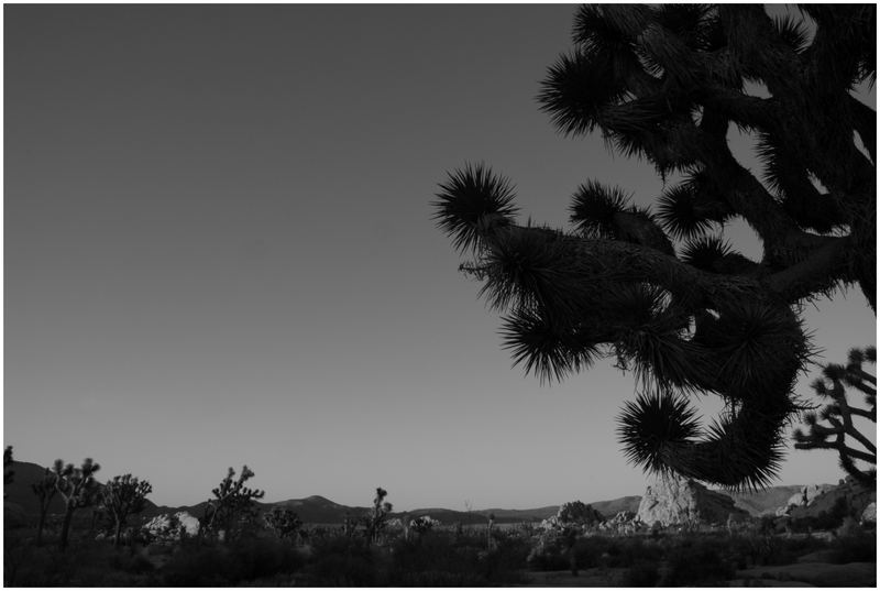 Joshua Tree black 'n white Foto & Bild landschaft, wüste, natur