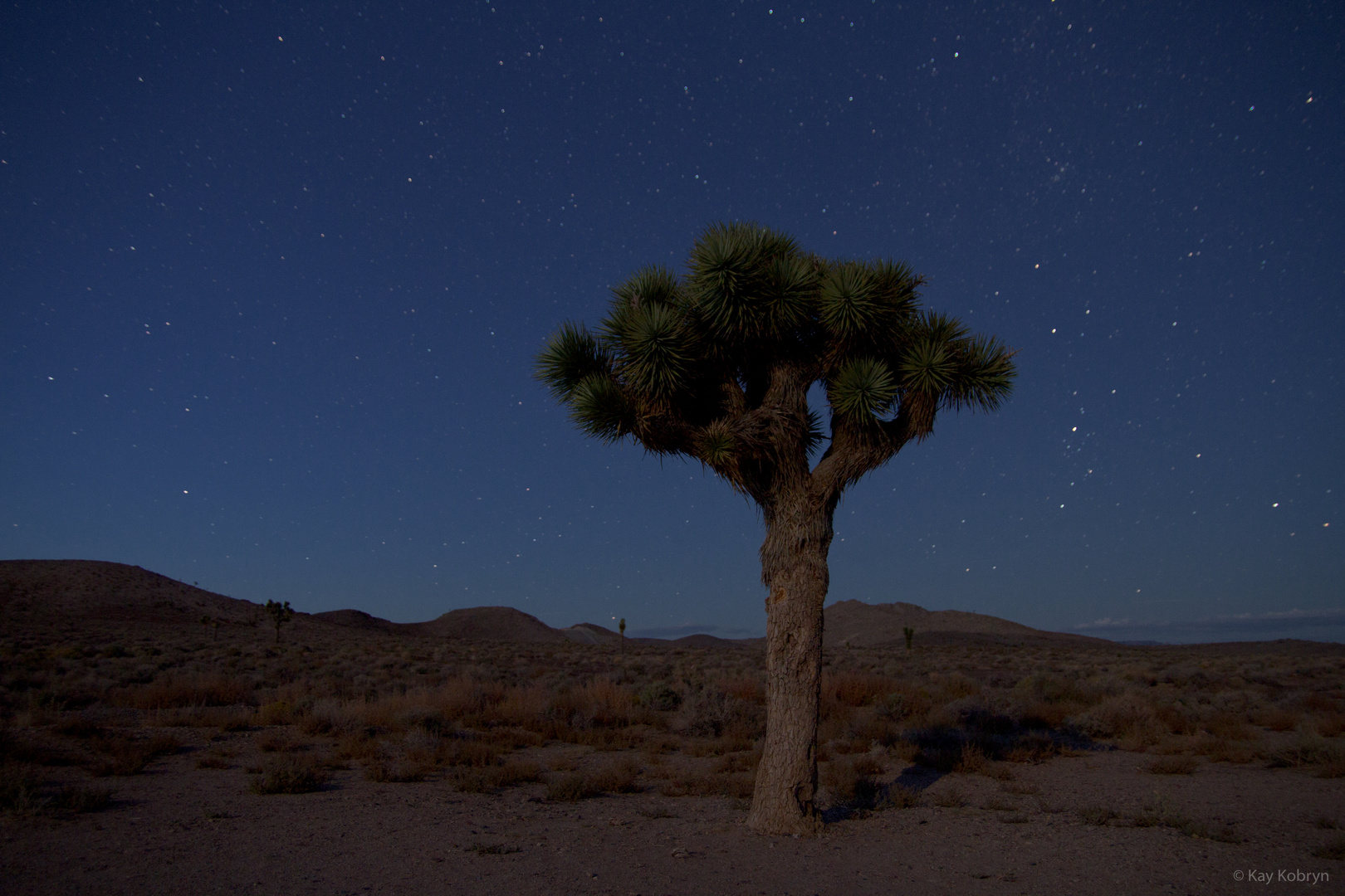 Joshua Tree by Night