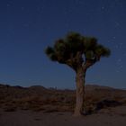 Joshua Tree by Night