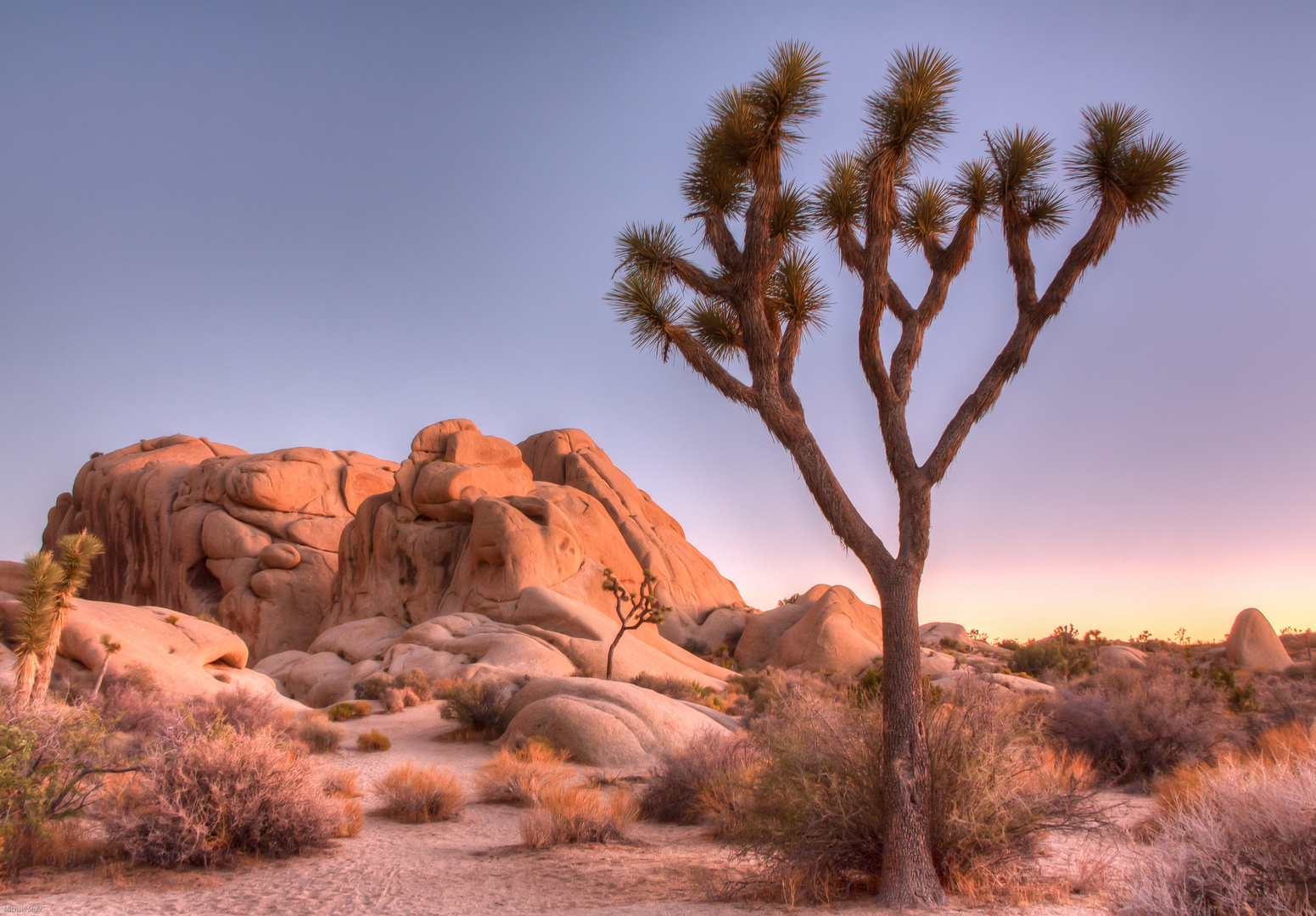 Joshua Tree