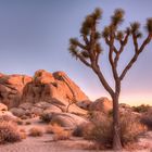 Joshua Tree