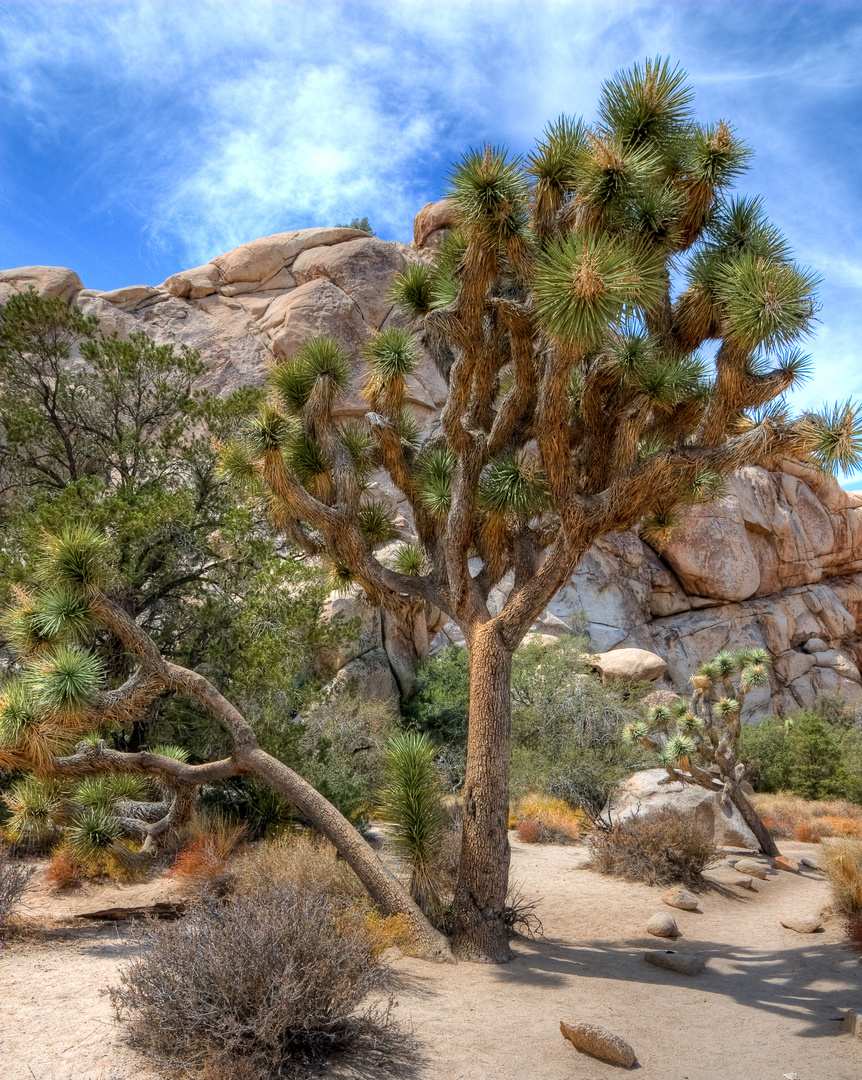 Joshua Tree