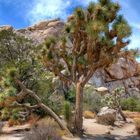 Joshua Tree