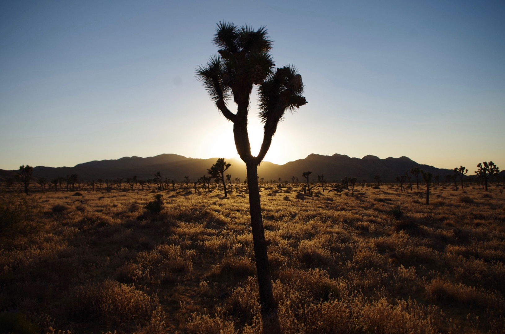 Joshua Tree