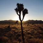 Joshua Tree