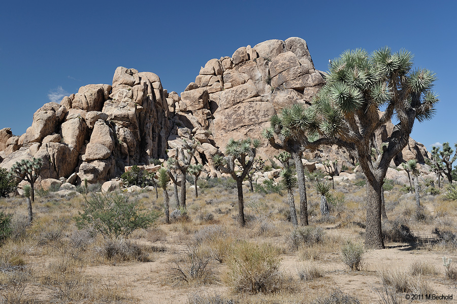 Joshua Tree