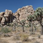 Joshua Tree