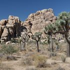 Joshua Tree