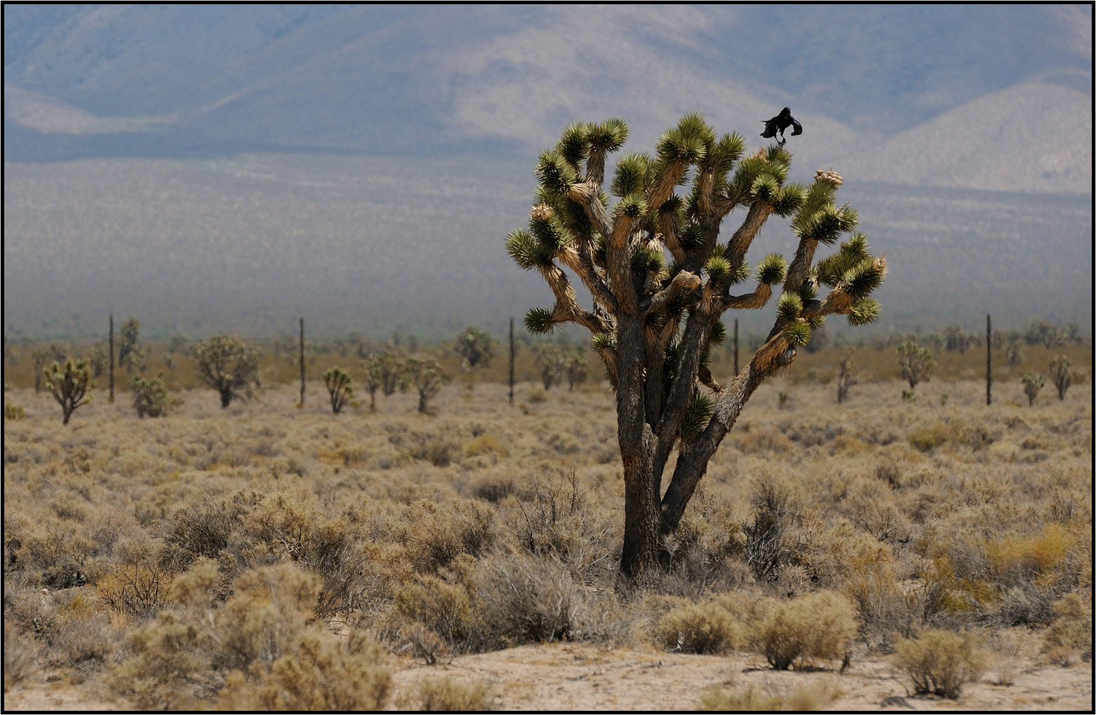 Joshua Tree