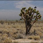 Joshua Tree