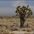 Joshua Tree