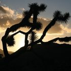 Joshua Tree - California