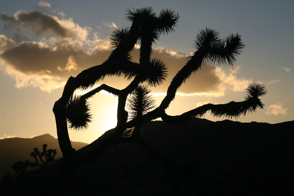 Joshua Tree - California