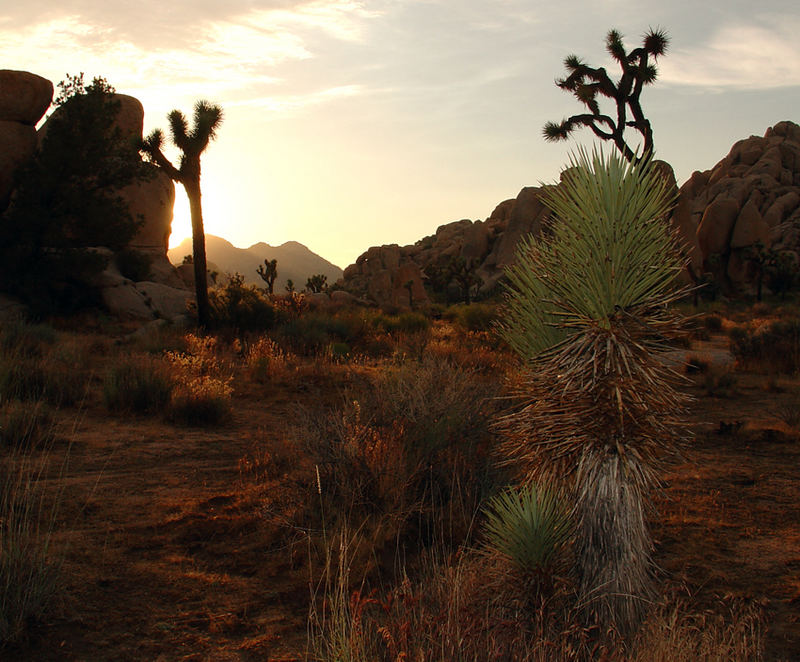 Joshua Tree...