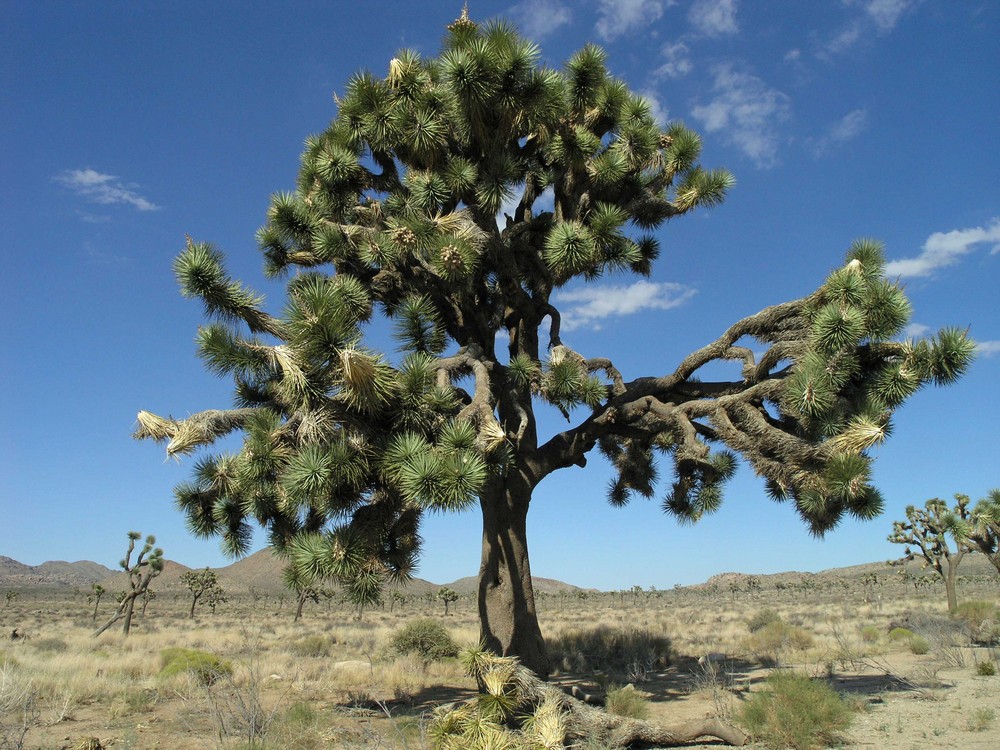 Joshua Tree