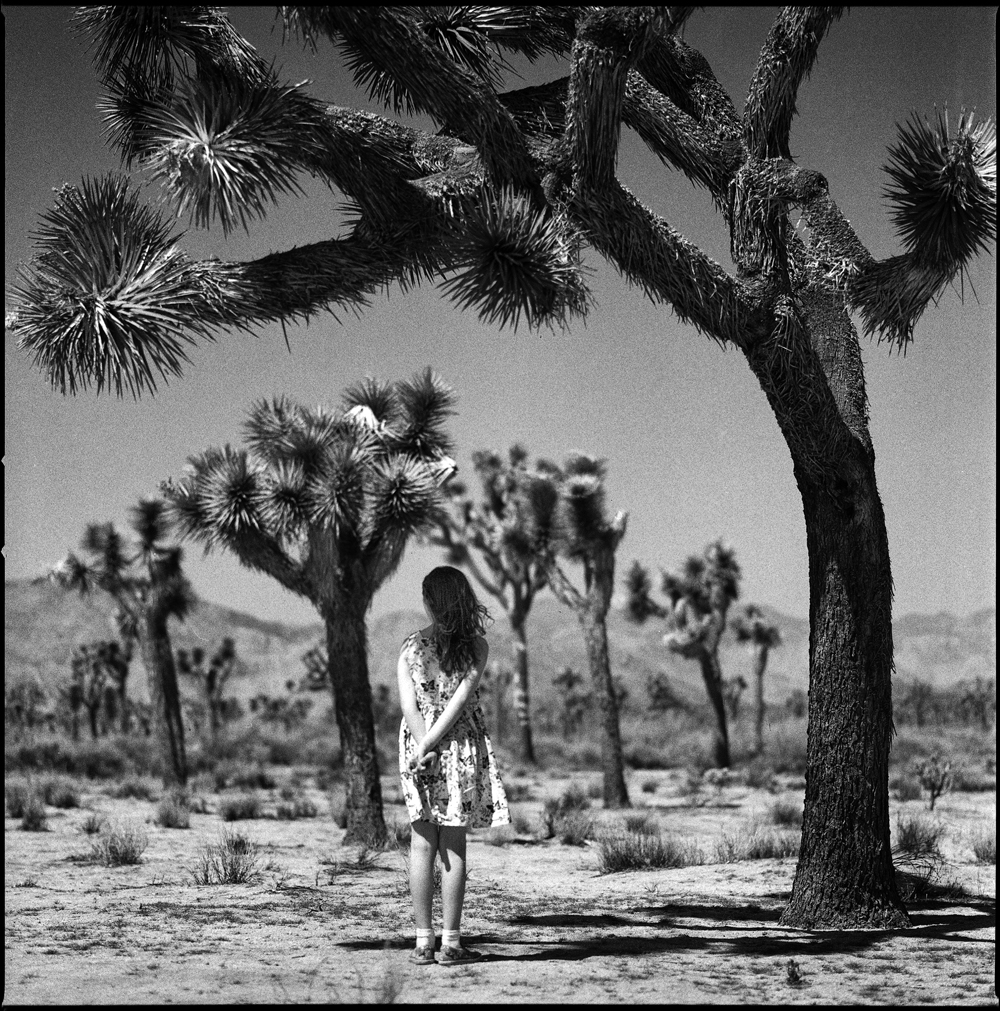 joshua tree