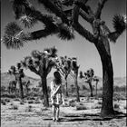 joshua tree