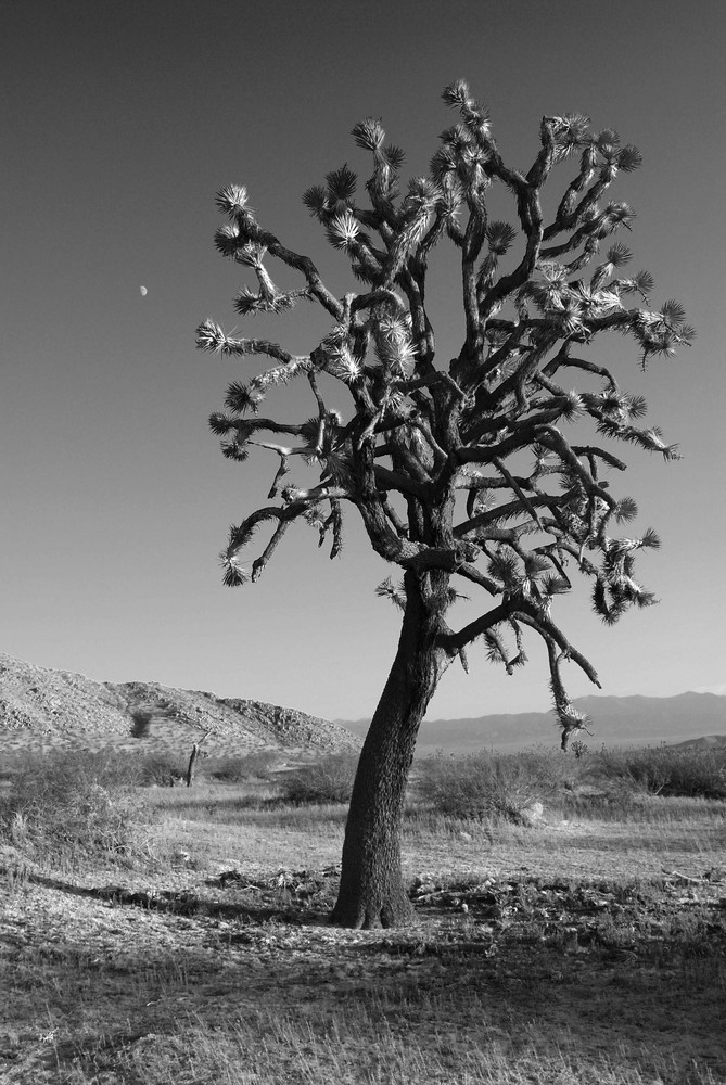 Joshua Tree