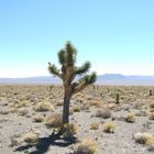 Joshua Tree