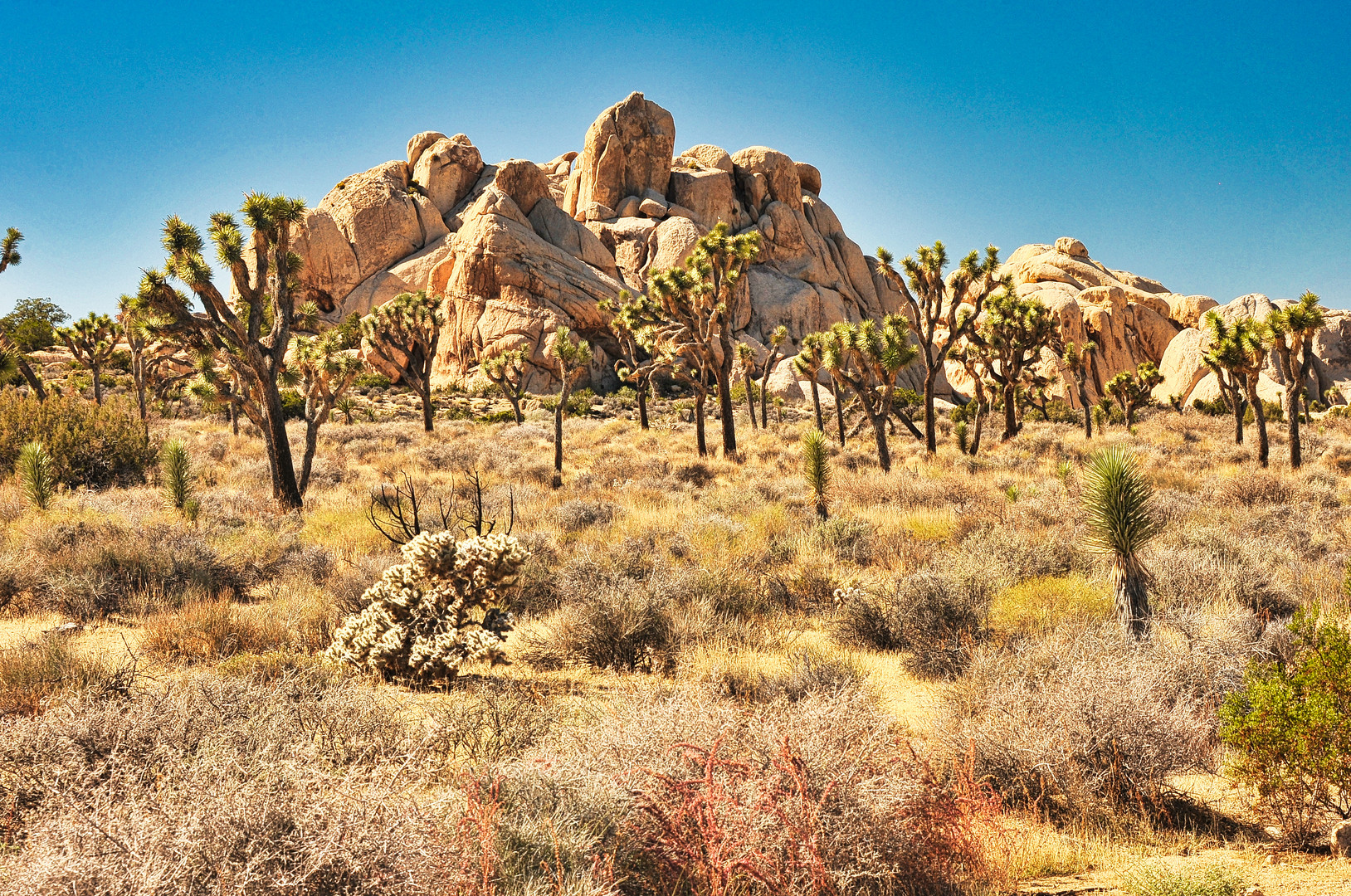 Joshua tree