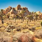 Joshua tree