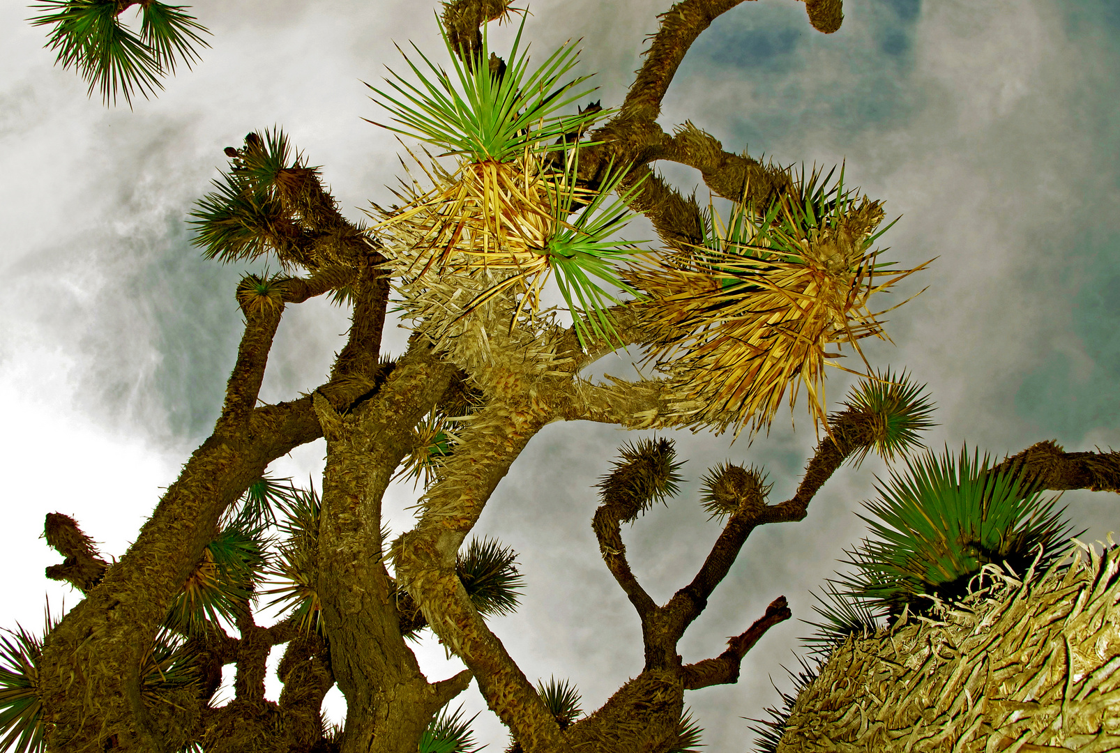 Joshua Tree